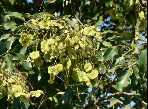 Information on which tree should be planted as per your janma nakshatra